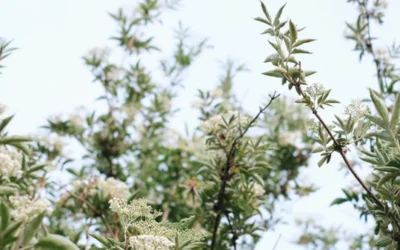 Wildkräuter im Juni